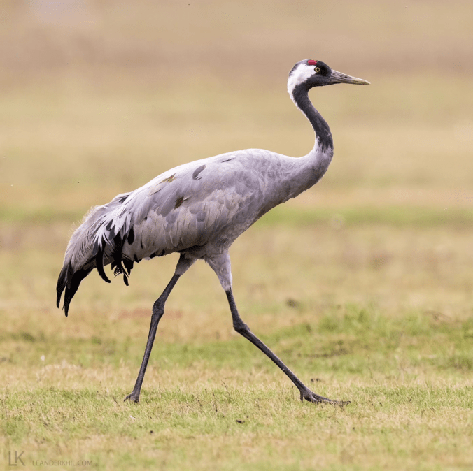 Common Crane by Leander Khil - Organikos