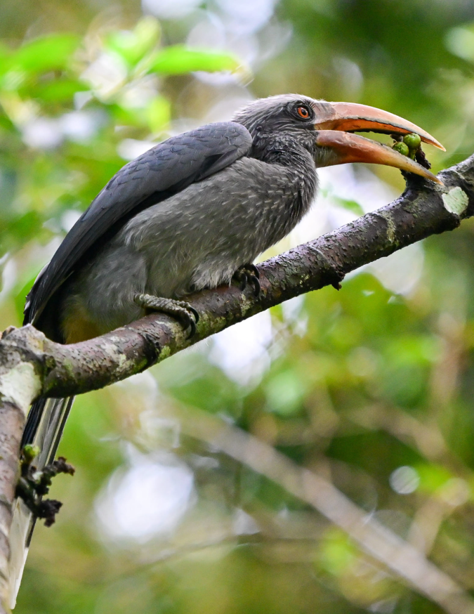 Malabar Grey Hornbill by Vijaykumar Thondaman - Organikos