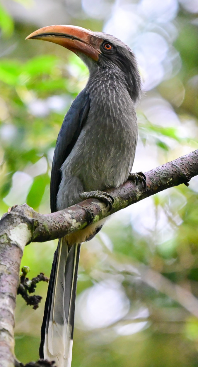 Malabar Grey Hornbill by Vijaykumar Thondaman - Organikos