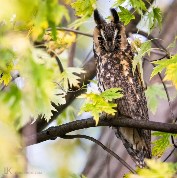 Long-eared Owl by Leander Khil - Organikos