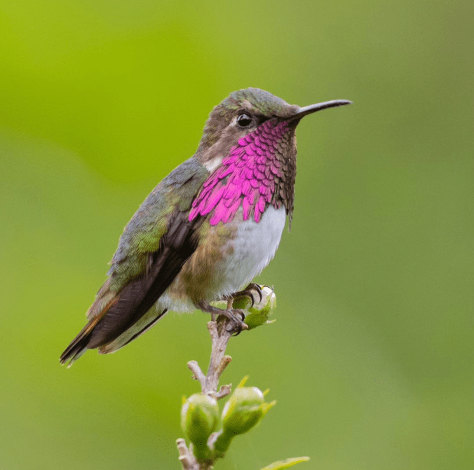 Wine-throated Hummingbird by Daniel Aldana - Organikos
