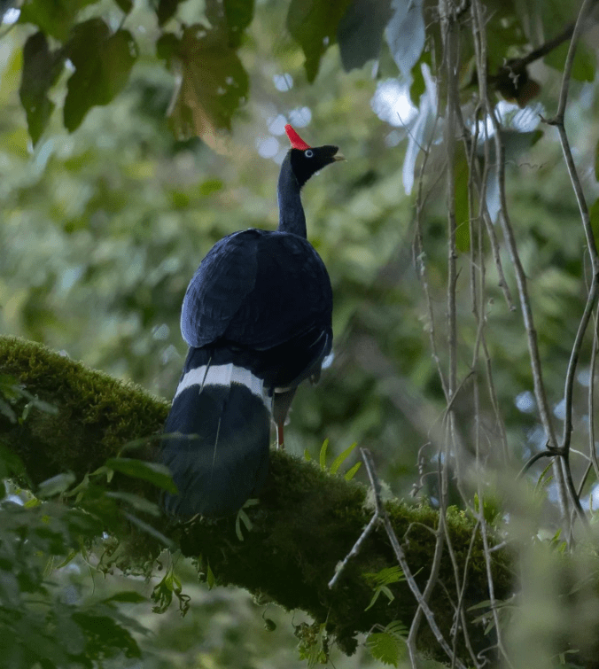 Horned Guan by Daniel Aldana - Organikos
