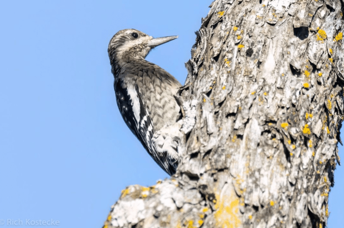 Yellow-bellied Sapsucker by Richard Kostecke - Organikos