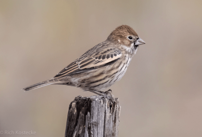 Lark Bunting by Richard Kostecke - Organikos