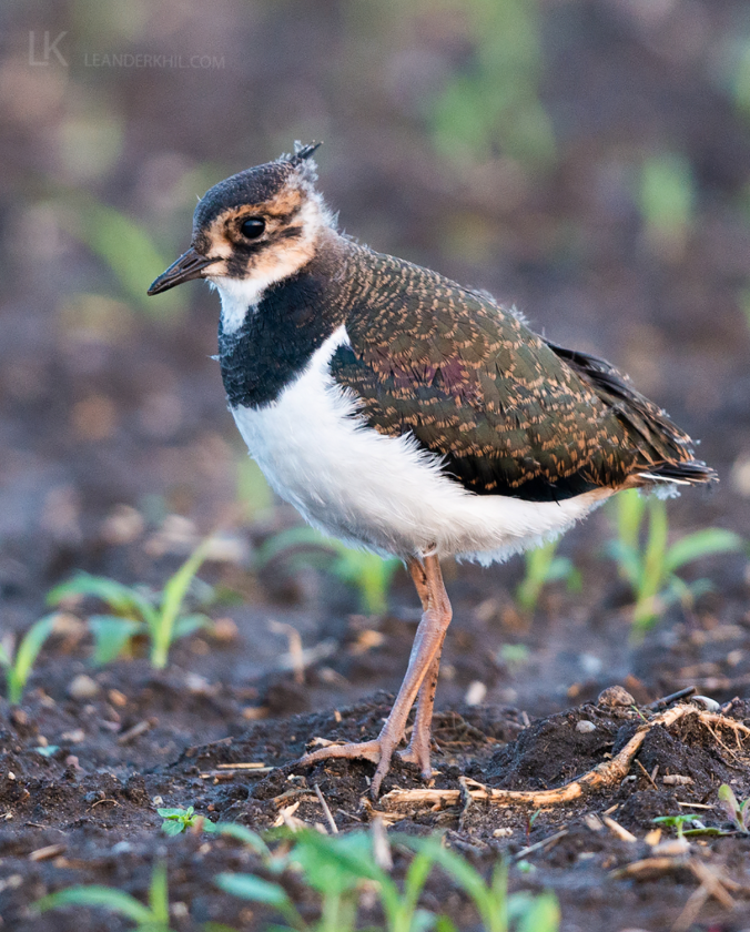Northern Lapwing by Leander Khil - Organikos