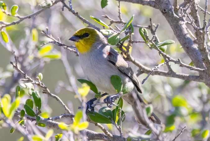 Verdin by Richard Kostecke - Organikos
