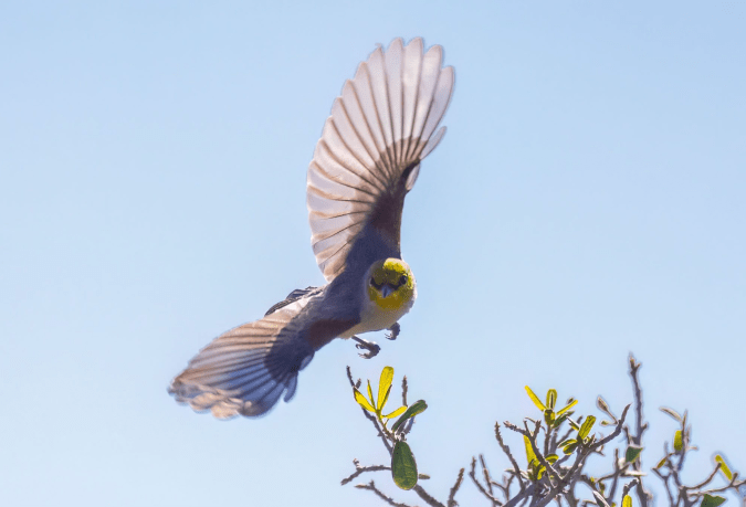 Verdin by Richard Kostecke - Organikos