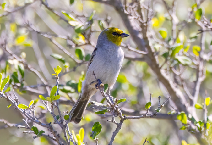 Verdin by Richard Kostecke - Organikos