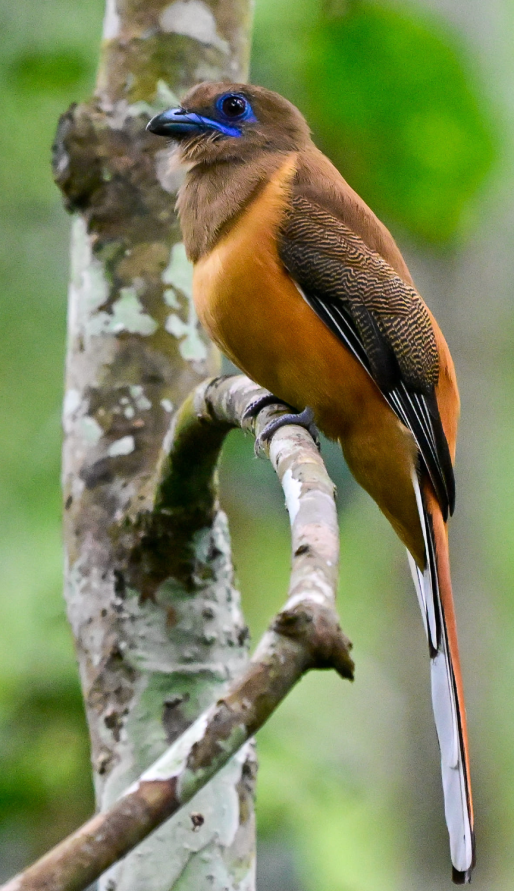 Malabar Trogon by Vijaykumar Thondaman - Organikos