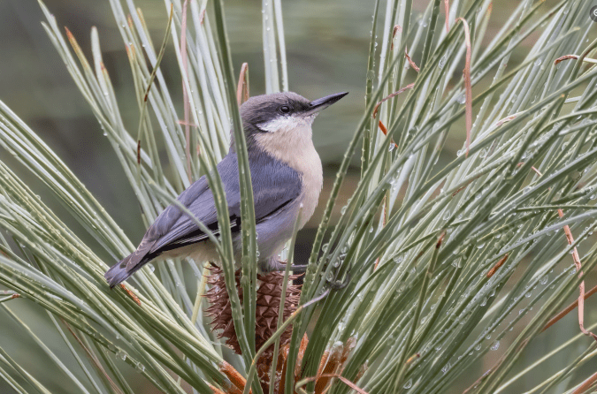 Pygmy Nuthatch by Richard Kostecke - Organikos