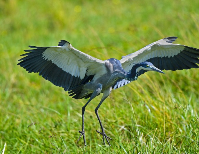Black-headed Heron by Puneet Dhar - Organikos
