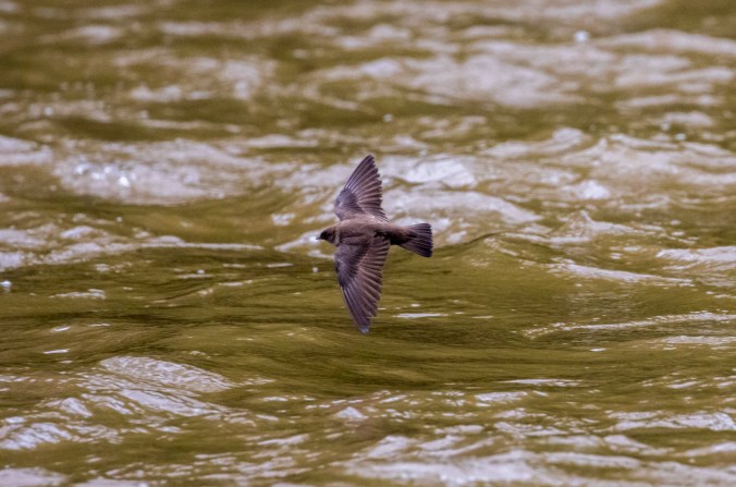 Northern Rough-winged Swallow by Seth Inman - Organikos