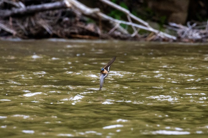 Barn Swallow by Seth Inman - Organikos