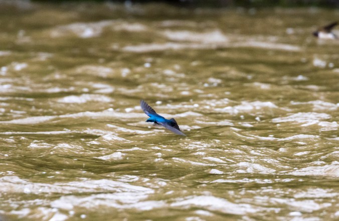 Tree Swallow by Seth Inman - Organikos