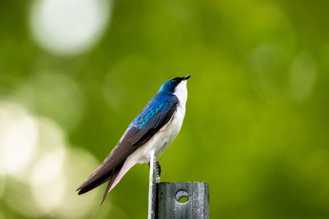 Tree Swallow by Seth Inman - Organikos