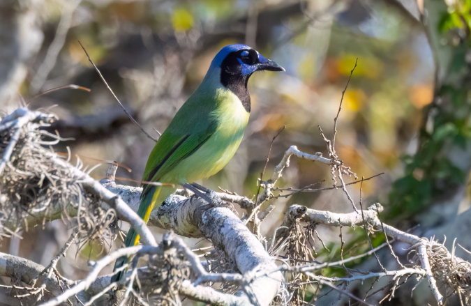 Green Jay by Richard Kostecke - Organikos