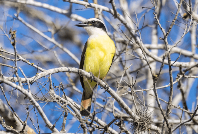 Great Kiskadee by Richard Kostecke - Organikos