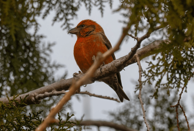 Red Crossbill by Richard Kostecke - Organikos