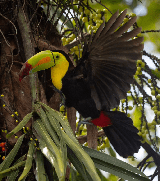 Keel-billed Toucan by Daniel Aldana - Organikos