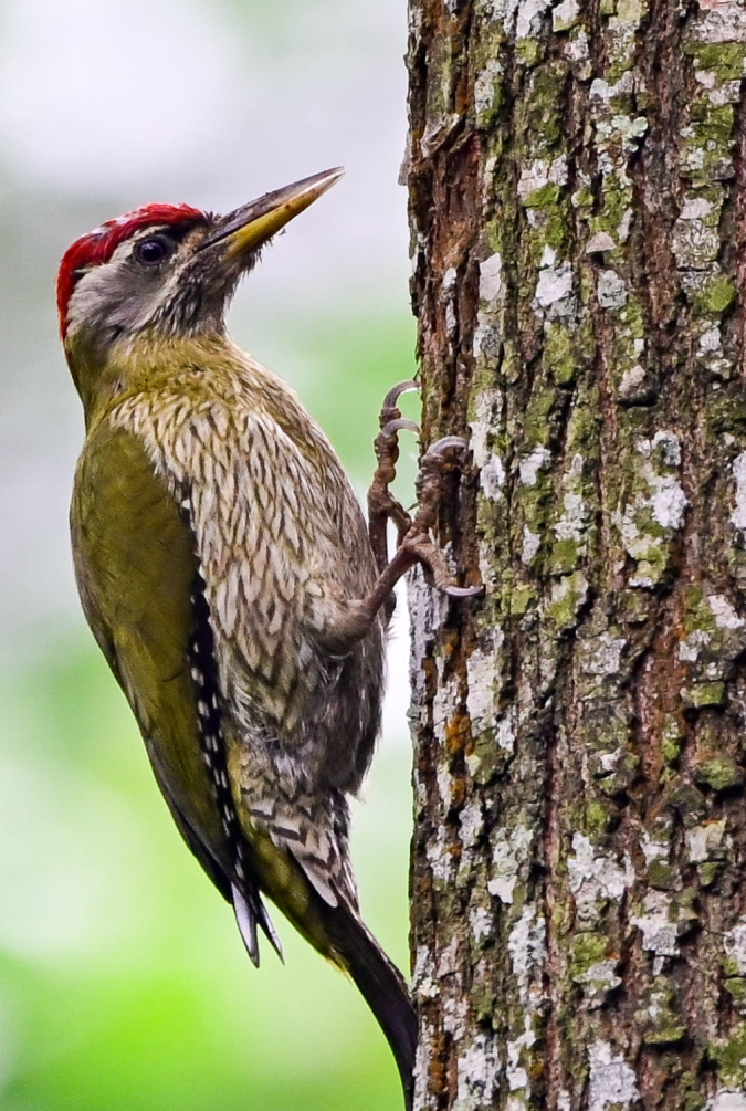 Streak-throated Woodpecker by Vijaykumar Thondamon - Organikos