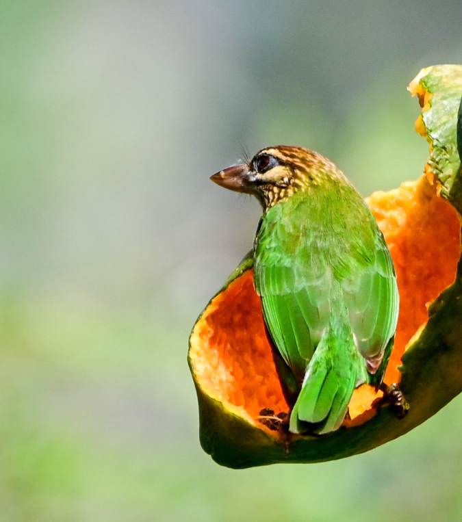 White-cheeked Barbet by Vijaykumar Thondamon - Organikos