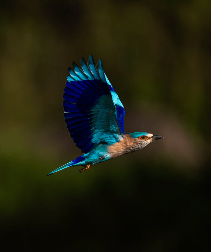 Indian Roller by Sudhir Shaviram - Organikos