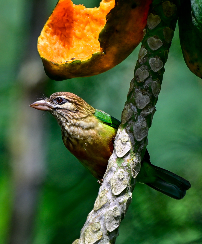 White-cheeked Barbet by Vijaykumar Thondaman - Organikos

