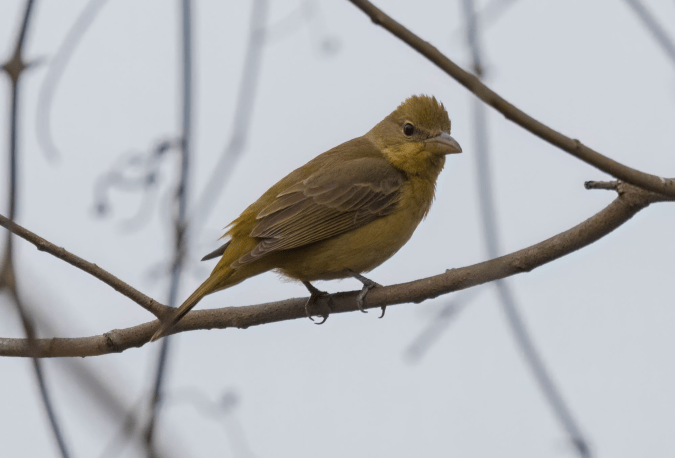 Summer Tanager by Richard Kostecke - Organikos