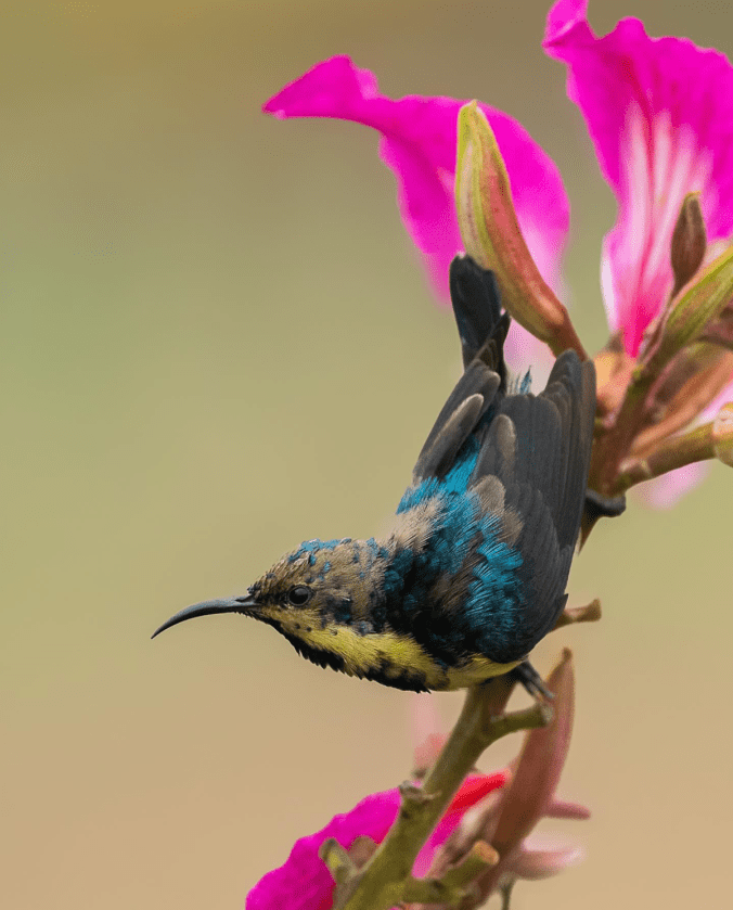 Purple Sunbird by Sudhir Shivaram - Organikos