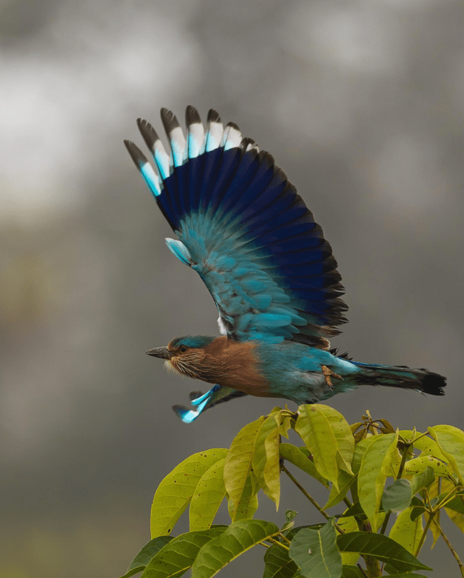 Indian Roller by Sudhir Shivaram - Organikos