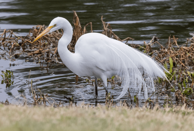 Great Egret by Richard Kostecke - Organikos