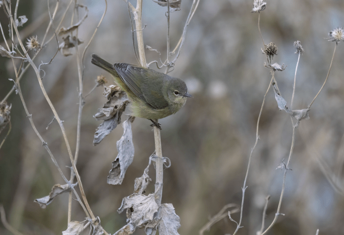 Orange-crowned Warbler by Richard Kostecke - Organikos
