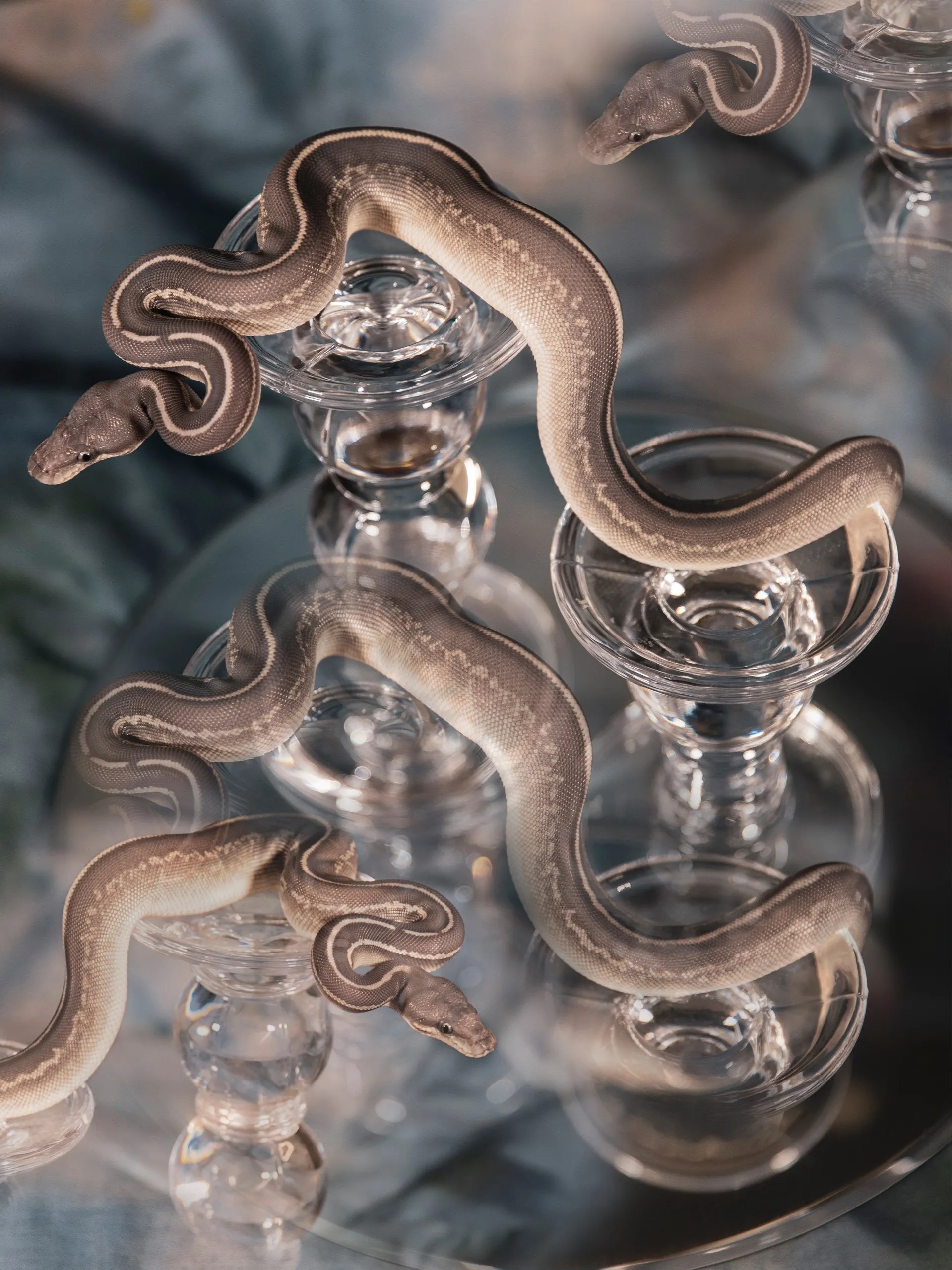 Currylow Python Reproduction Pythons & Captive Breeding Ethics | Organikos