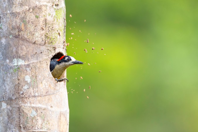 Black-cheeked Woodpecker by Florian Kuster - Organikos
