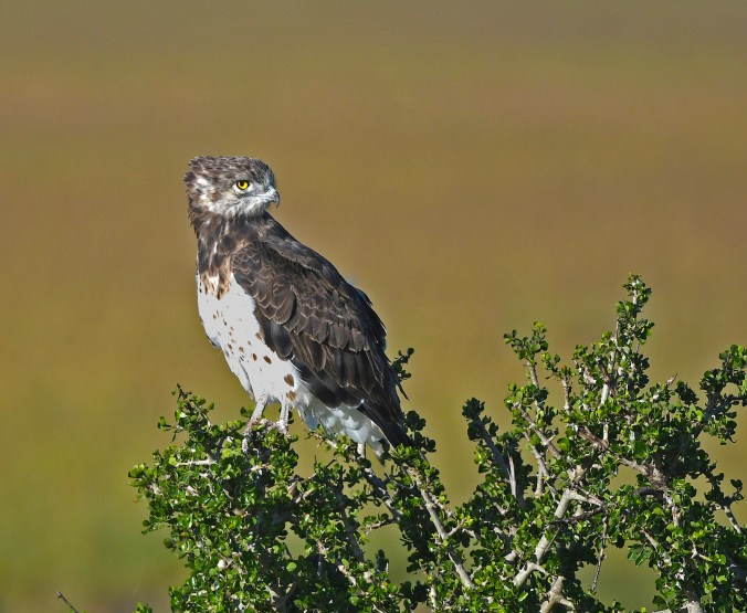 Black-chested Snake-Eagle by Puneet Dhar - Organikos