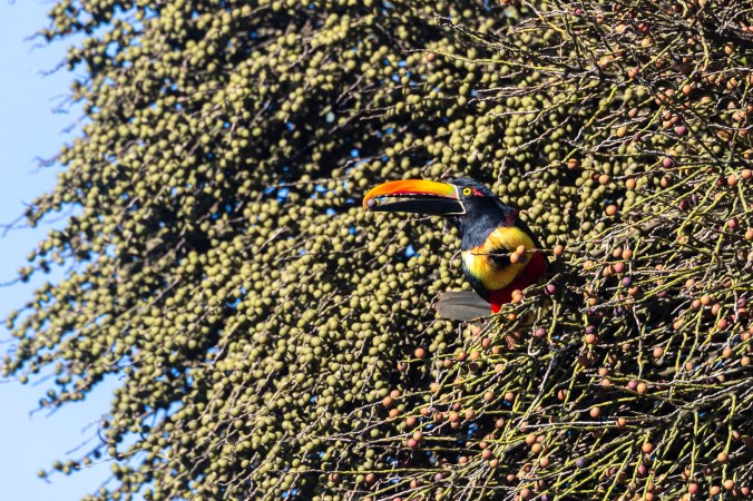 Fiery-billed Aracari by Florian Kuster - Organikos