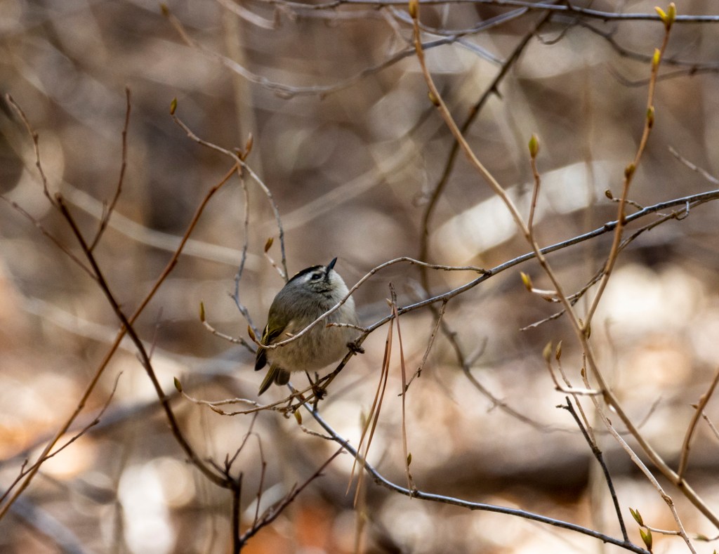 Golden-crowned Kinglet by Seth Inman - Organikos