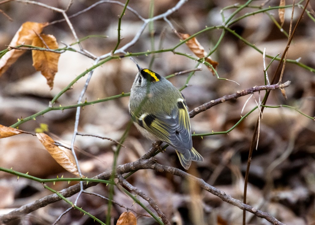Golden-crowned Kinglet by Seth Inman - Organikos