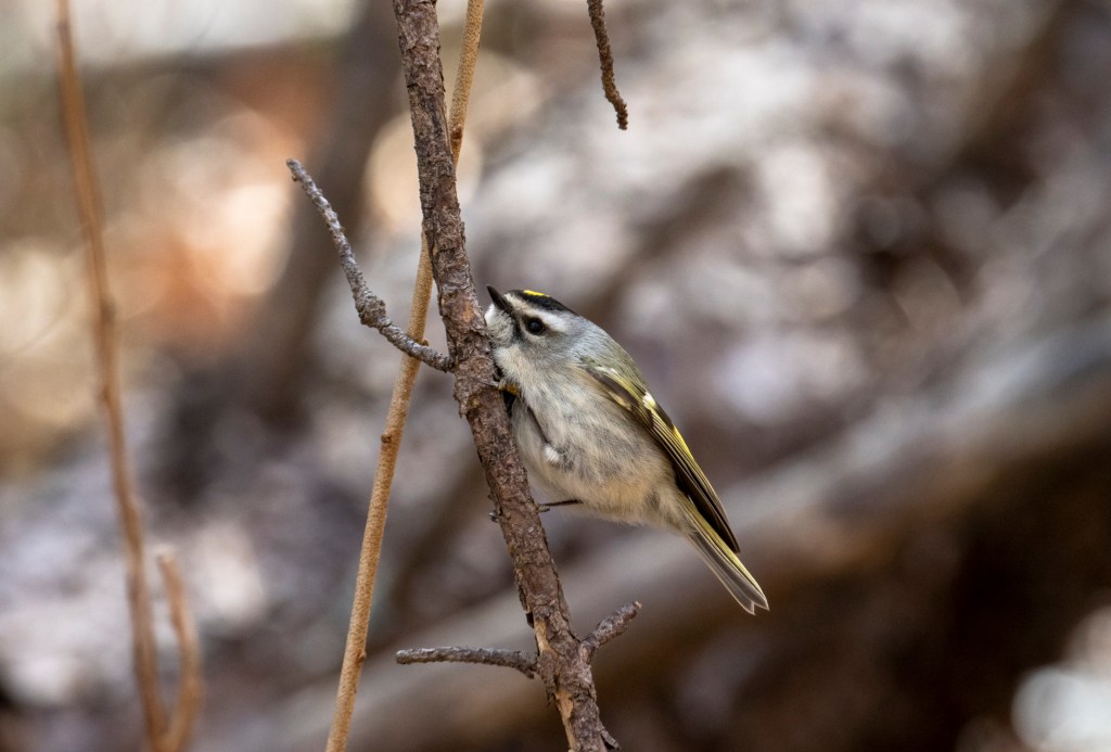 Golden-crowned Kinglet by Seth Inman - Organikos