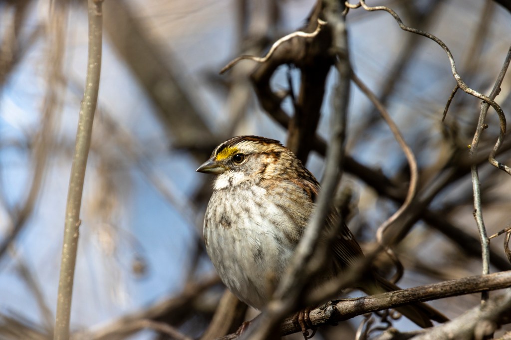 White-throated Sparrow by Seth Inman - Organikos