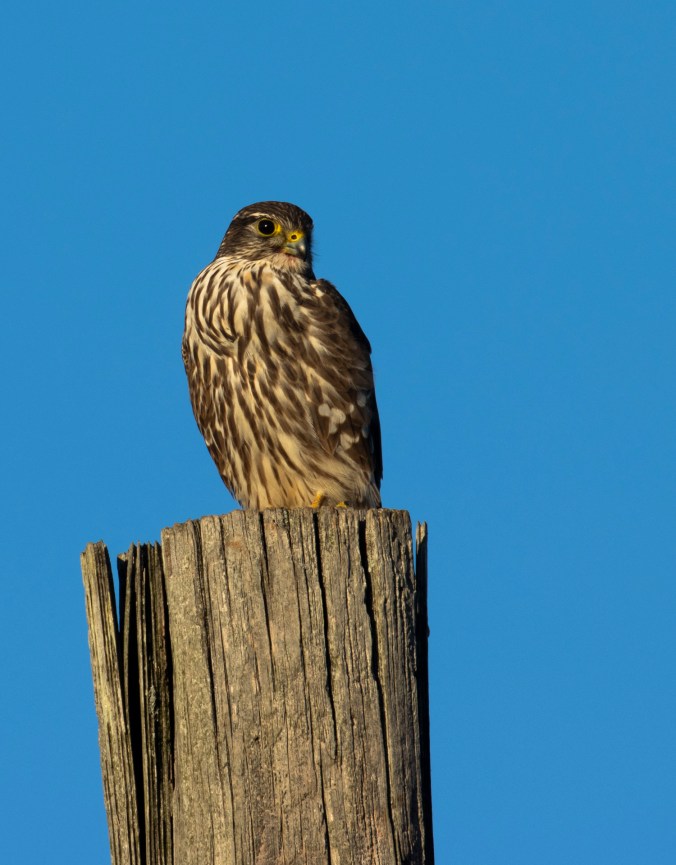 Merlin by Seth Inman - Organikos