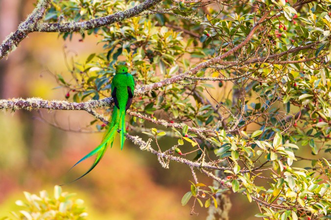 Resplendent Quetzal by Florian Kuster - Organikos