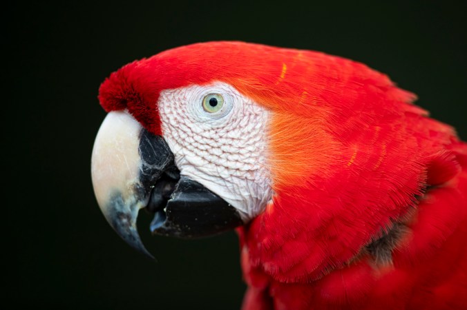 Scarlet Macaw Portrait by Florian Kuster - Organikos