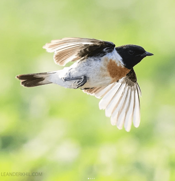 Caspian Stonechat by Leander Khil - Organikos
