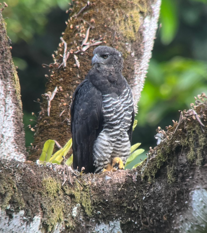 Crested Eagle by Daniel Aldana - Organikos