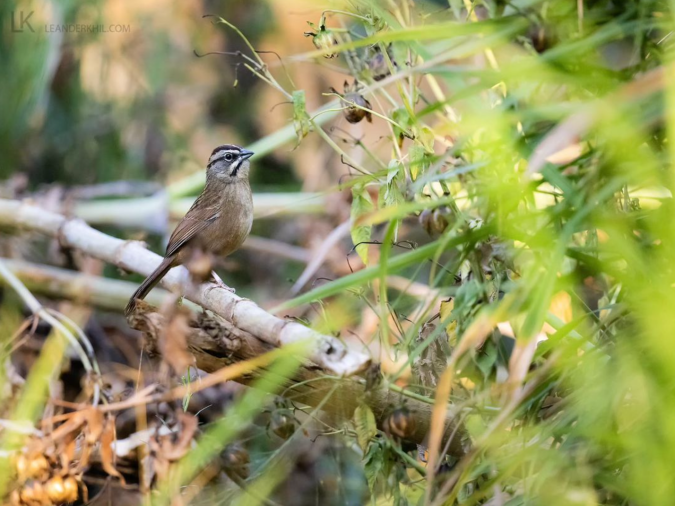 Rusty Sparrow by Leander Khil - Organikos
