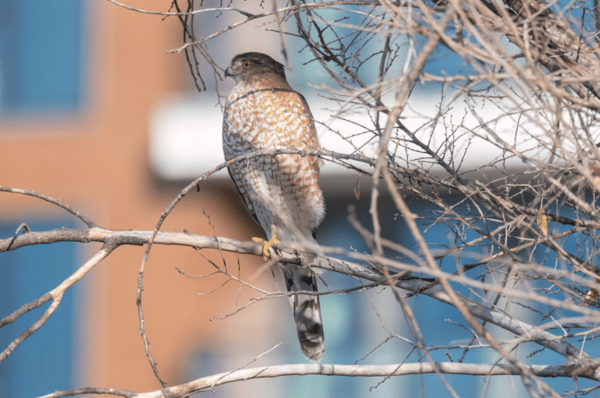 Cooper's Hawk by Richard Kostecke - Organikos