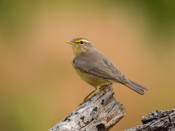 Sulphur-bellied Warbler by Ramesh Desai - Organikos