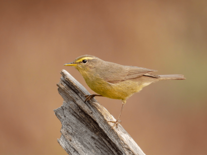 Sulphur-bellied Warbler by Ramesh Desai - Organikos