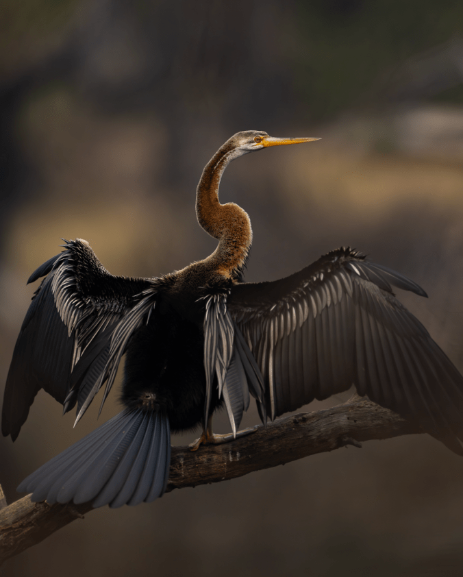 Anhinga by Sudhir Shivaram - Organikos